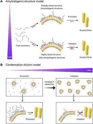Dual Effects of <mark class="highlighted">Presynaptic Membrane</mark> Mimetics on α-Synuclein Amyloid Aggregation